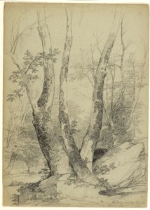 Buttonwood Trunks, Catskill Clove, New York, 1848 by Asher Brown Durand